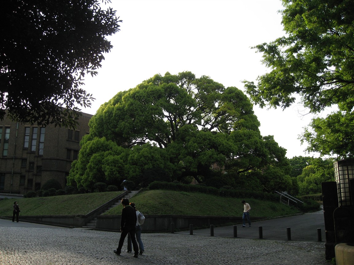 Tree at Hongo